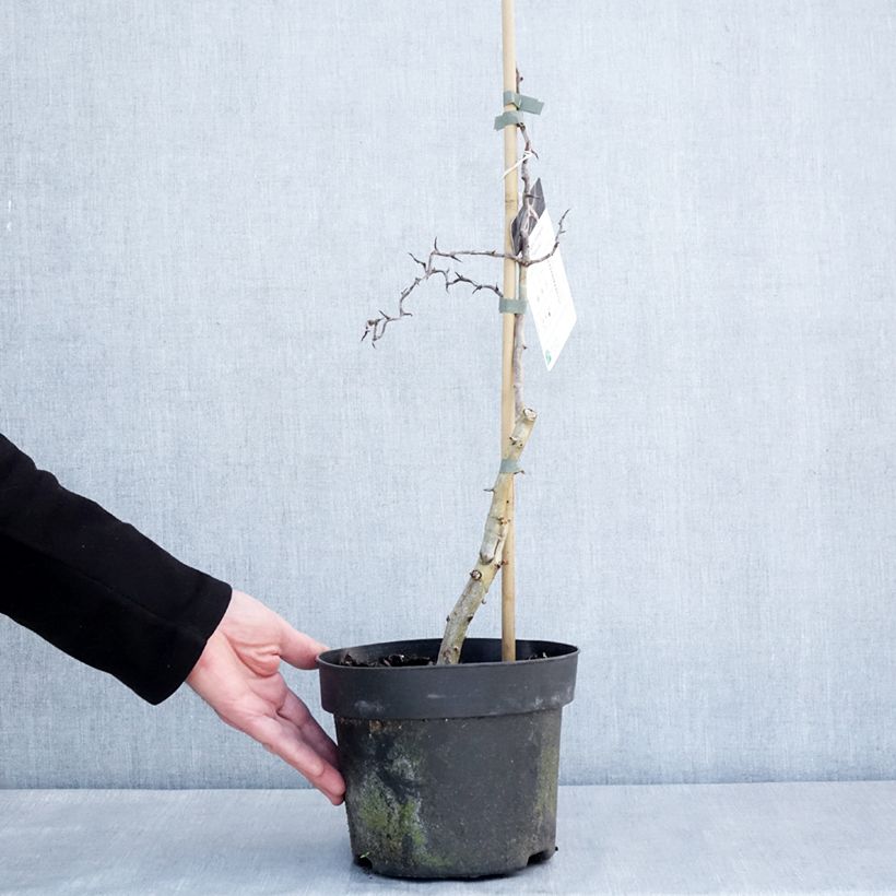 Exemplar von Crataegus monogyna Flexuosa - Eingriffliger Weißdorn Topf mit 3L/4L wie im Winter geliefert