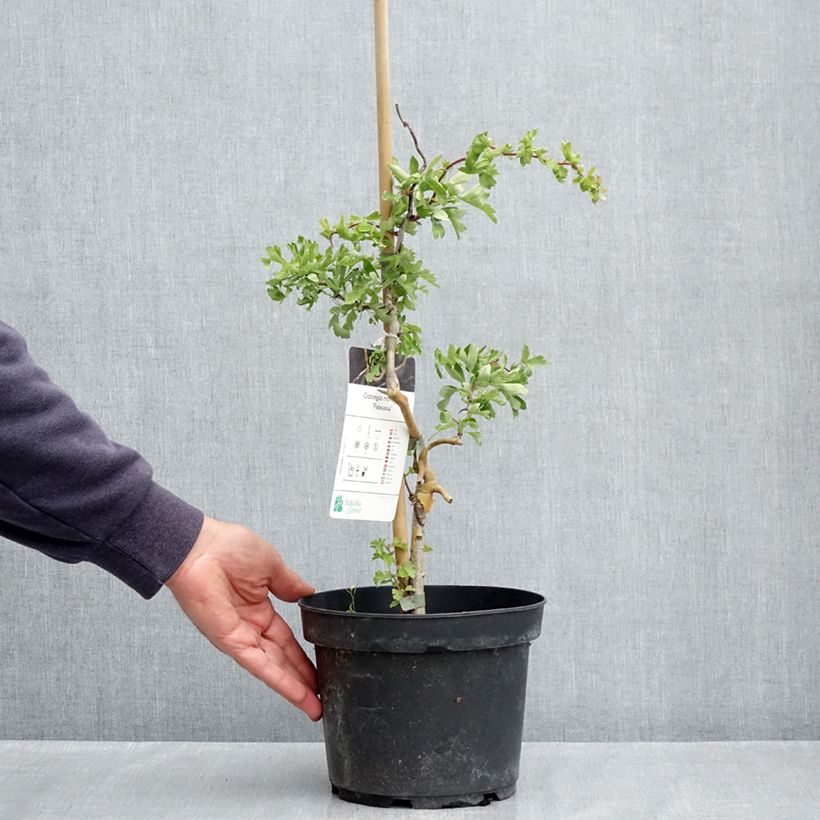 Exemplar von Crataegus monogyna Flexuosa - Eingriffliger Weißdorn Topf mit 3L/4L wie im Frühjahr geliefert