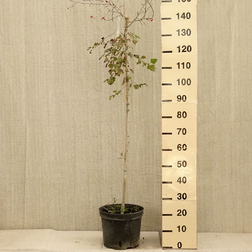 Example of Crataegus monogyna Gireoudii - Eingriffliger Weißdorn Topf mit 12L/15L as you get in automne