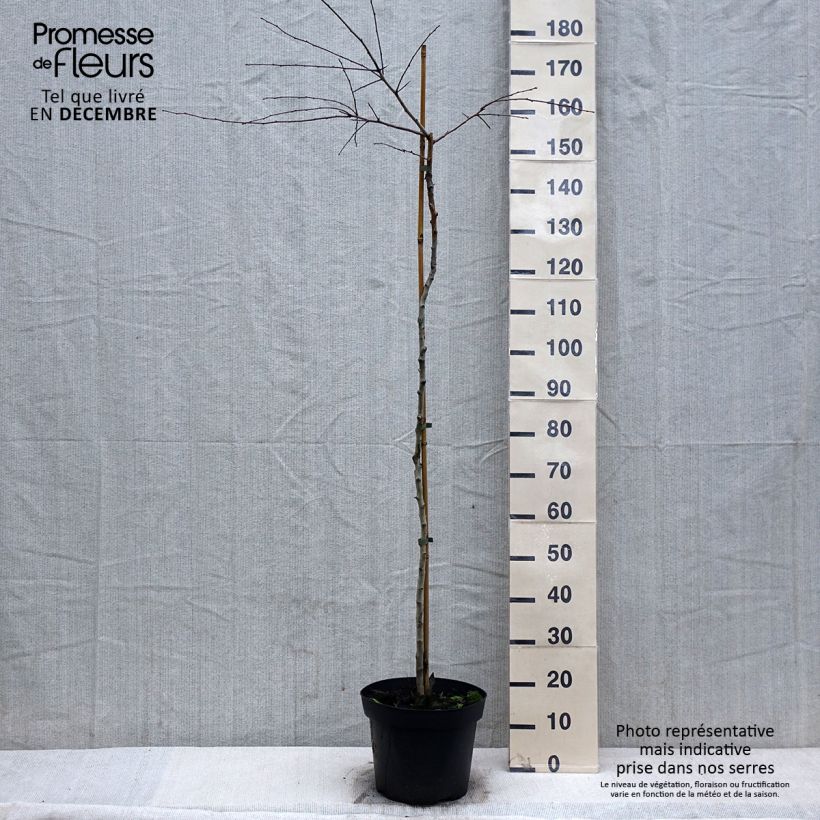 Exemplar von Crataegus monogyna Gireoudii - Eingriffliger Weißdorn Becher 7,5L / 10L wie im Winter geliefert