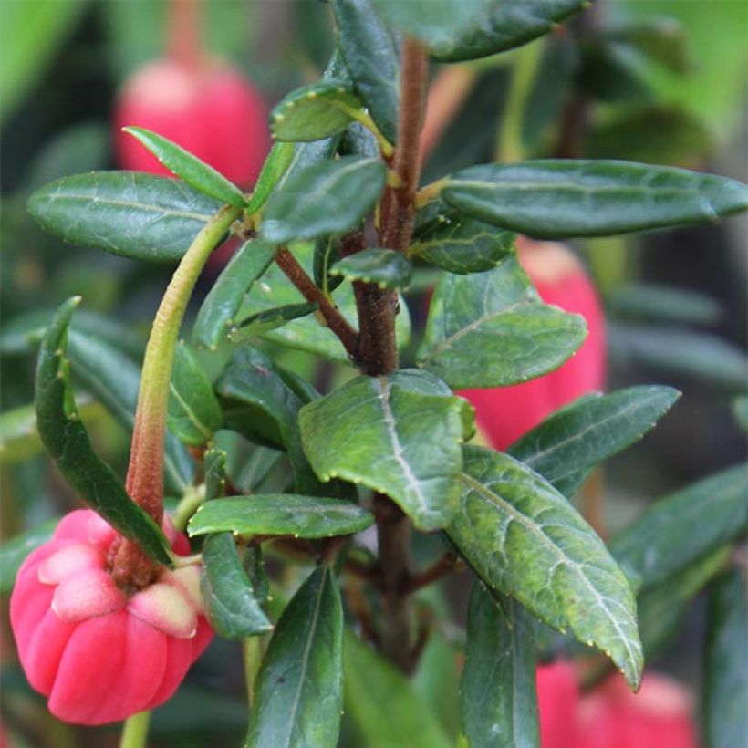 Crinodendron hookerianum - Crinodendron (Foliage)