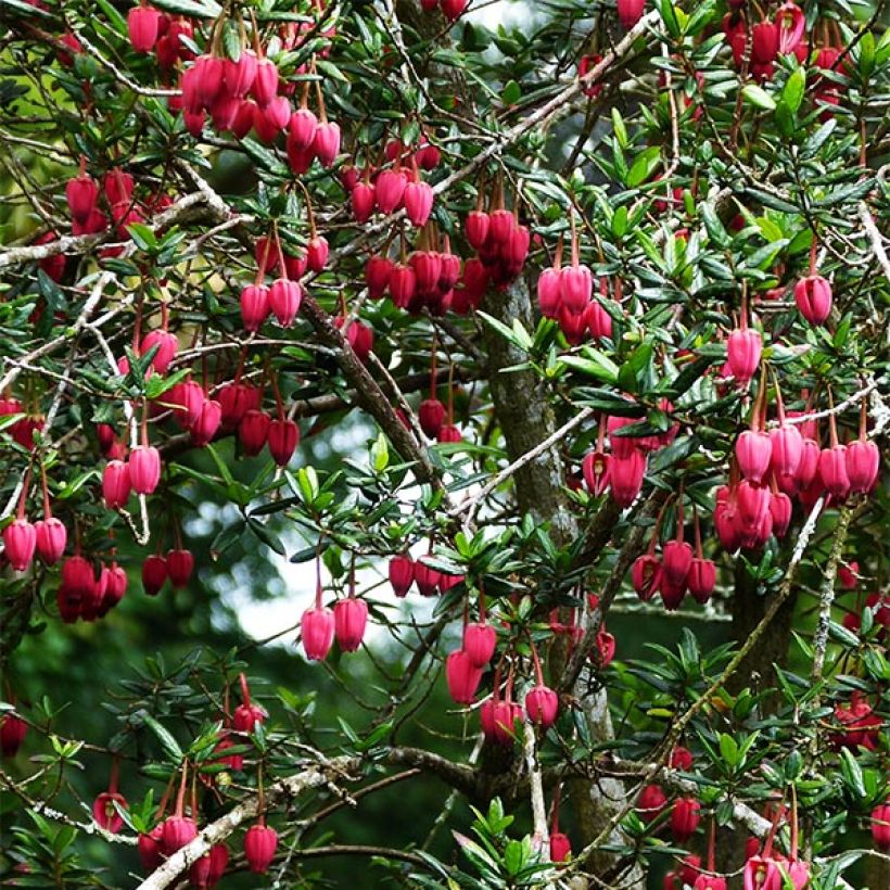 Crinodendron hookerianum - Crinodendron (Plant habit)