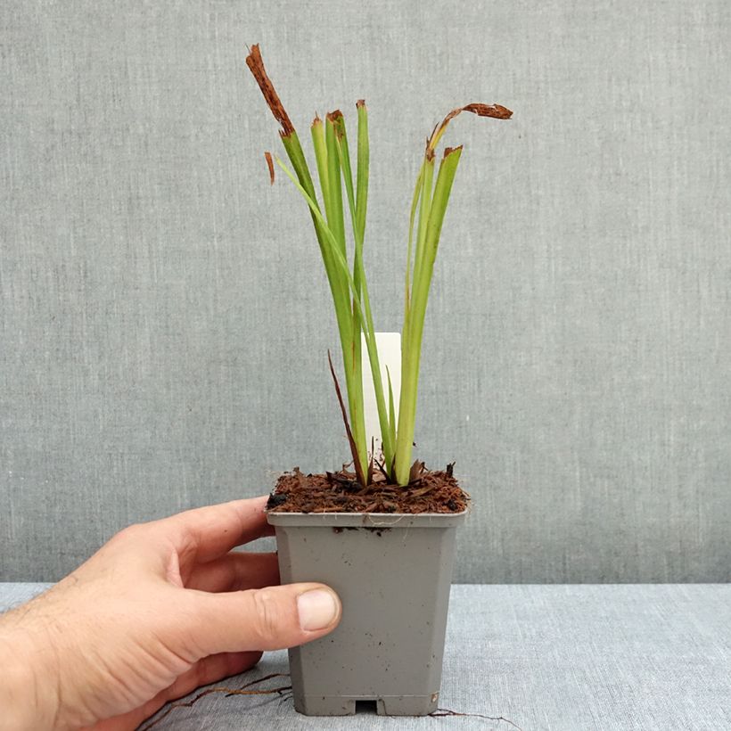 Exemplar von Montbretie Emberglow - Crocosmia Kleine Töpfe von 8/9 cm Kaliber/Größe 8+ wie im Herbst geliefert