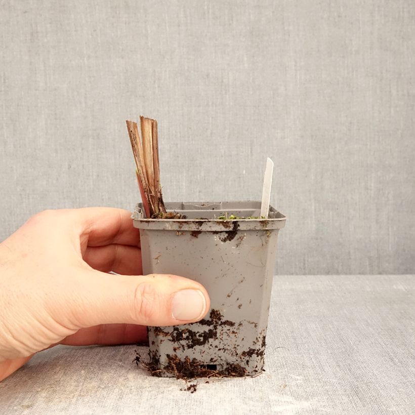 Exemplar von Montbretie Emberglow - Crocosmia Kleine Töpfe von 8/9 cm Kaliber/Größe 8+ wie im Winter geliefert