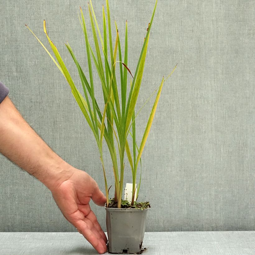 Exemplar von Crocosmia crocosmiiflora Norwich Canary -  Montbretia Godet de 8/9 cm calibre 7+ wie im Sommer geliefert