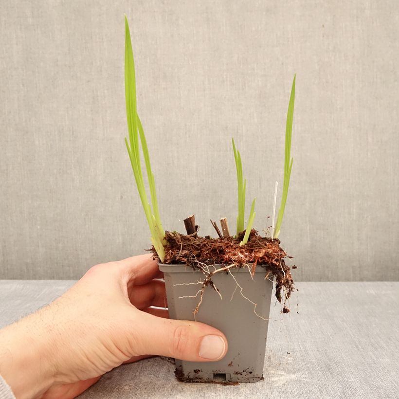 Exemplar von Montbretie Norwich Canary - Crocosmia Kleine Töpfe von 8/9 cm Kaliber/Größe 7+ wie im Winter geliefert