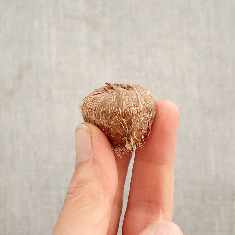 Exemplar von Montbretie Disco Dancer - Crocosmia Zwiebel Kaliber/Größe 8+ wie im Frühjahr geliefert