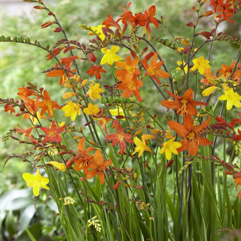 Montbretie Mix - Crocosmia (Flowering)