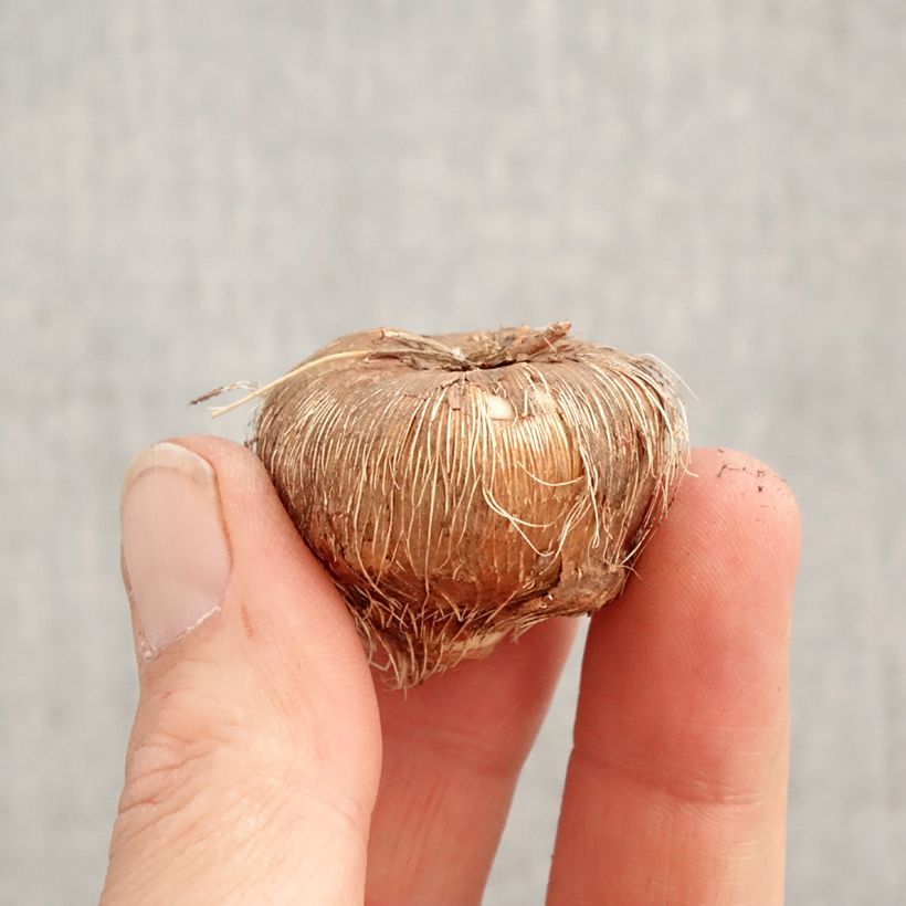 Exemplar von Montbretie Firestarter - Crocosmia Zwiebel Kaliber/Größe 8+ wie im Frühjahr geliefert