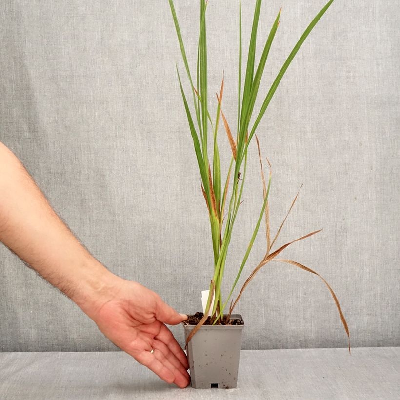 Exemplar von Montbretie - Crocosmia masoniorum Kleine Töpfe von 8/9 cm Kaliber/Größe 8/10 wie im Herbst geliefert