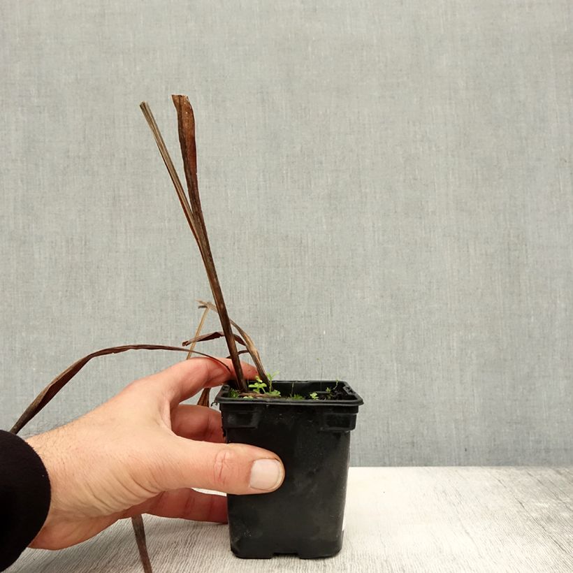 Example of Montbretie Mistral - Crocosmia Kleine Töpfe von 7/8 cm as you get in automne