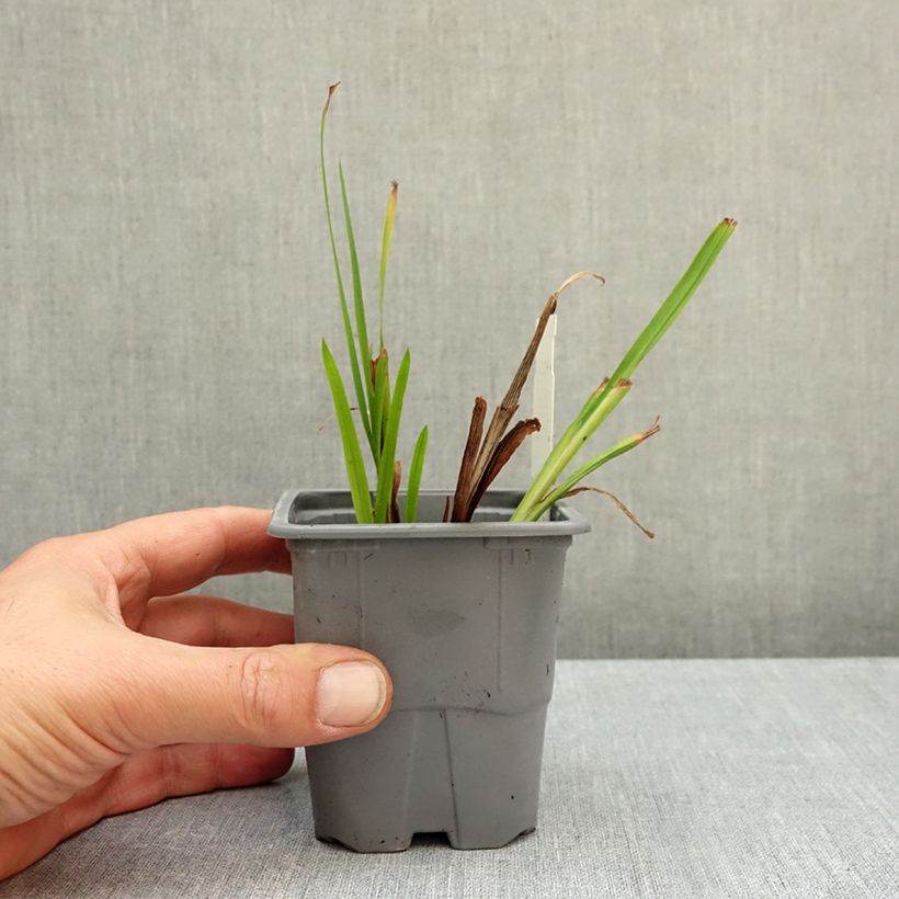 Exemplar von Montbretie Colombus - Crocosmia Kleine Töpfe von 8/9 cm Kaliber/Größe 7+ wie im Herbst geliefert