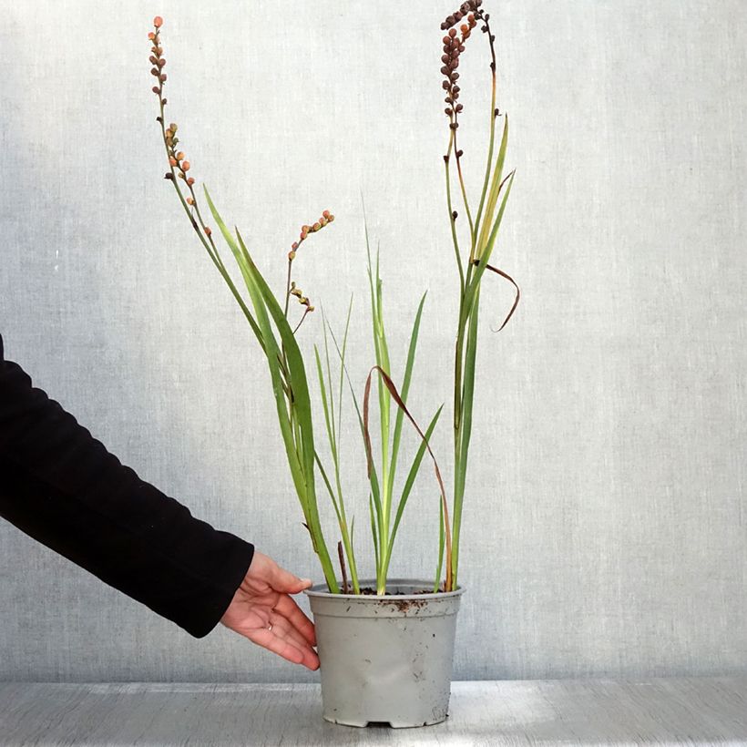 Example of Montbretie Fire King - Crocosmia Topf mit 3L/4L size 6+ as you get in automne