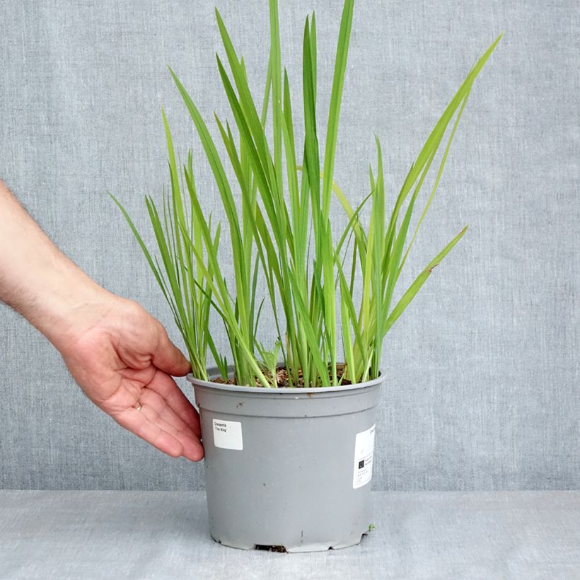 Exemplar von Montbretie Fire King - Crocosmia Topf mit 3L/4L Kaliber/Größe 6+ wie im Frühjahr geliefert