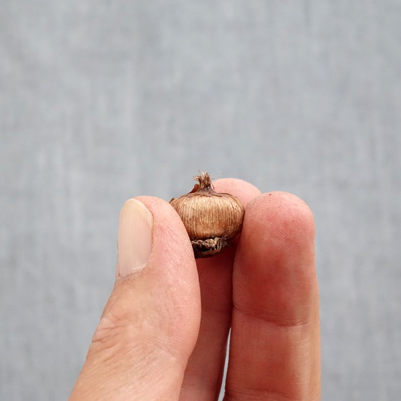 Exemplar von Krokus - Crocus ancyrensis Zwiebel Kaliber/Größe 5+ wie im Herbst geliefert