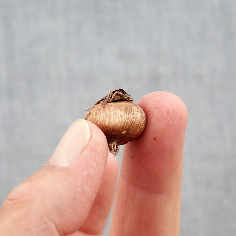 Exemplar von Krokus Golden Bunch - Crocus ancyrensis Zwiebel Kaliber/Größe 5+ wie im Herbst geliefert