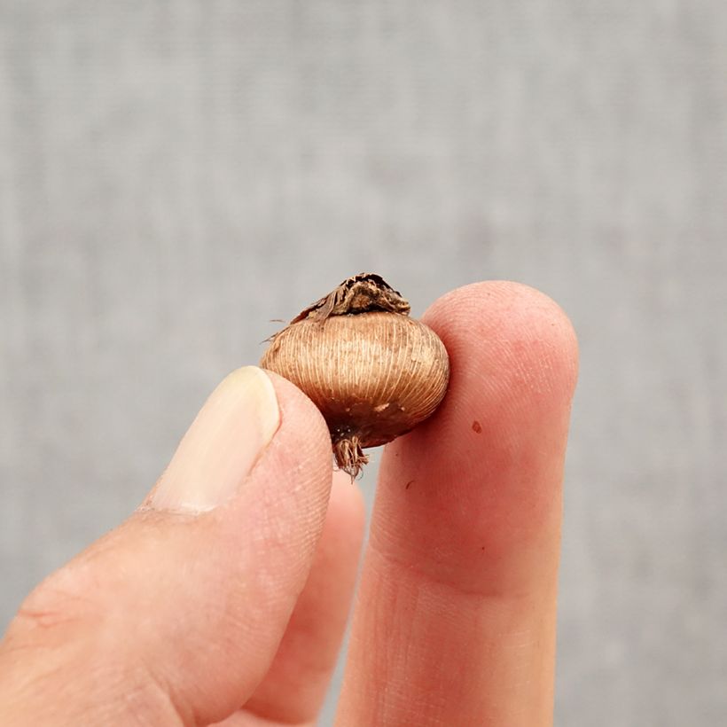 Exemplar von Krokus - Crocus angustifolius Zwiebel Kaliber/Größe 5+ wie im Herbst geliefert