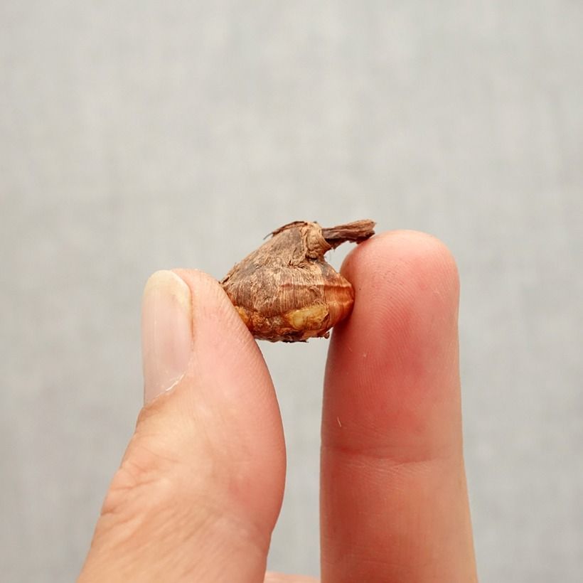 Example of Krokus - Crocus karduchorum Zwiebel size 6+ as you get in automne