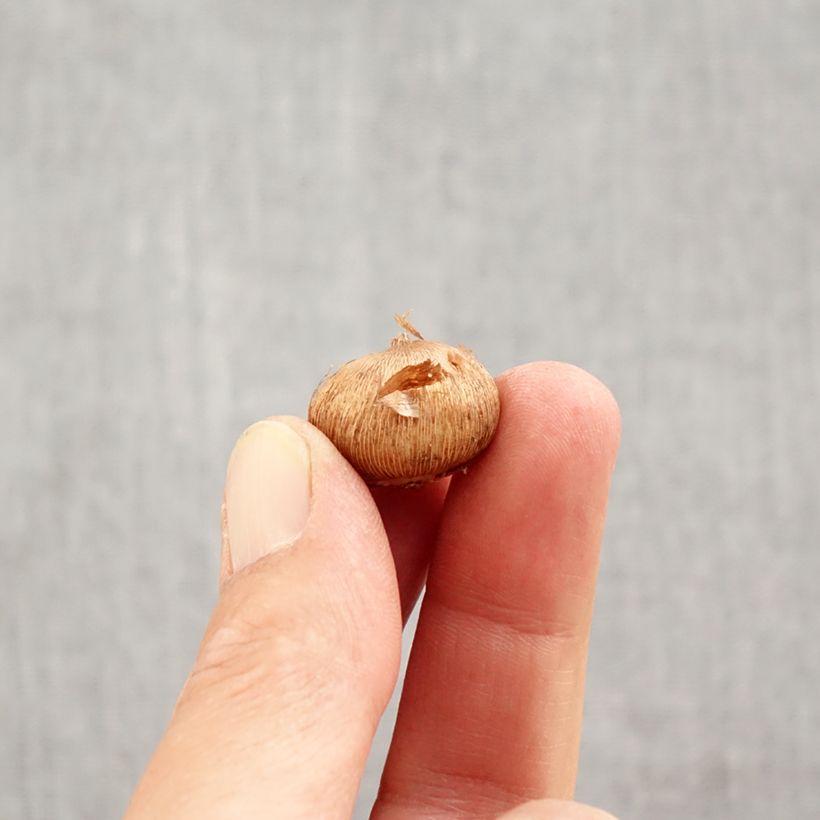 Exemplar von Herbstblühender Krokus - Crocus laevigatus Fontenayi Zwiebel Kaliber/Größe 4+ wie im Herbst geliefert