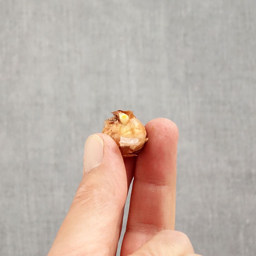 Exemplar von Krokus Albus - Crocus cartwrightianus Zwiebel Kaliber/Größe 5+ wie im Herbst geliefert