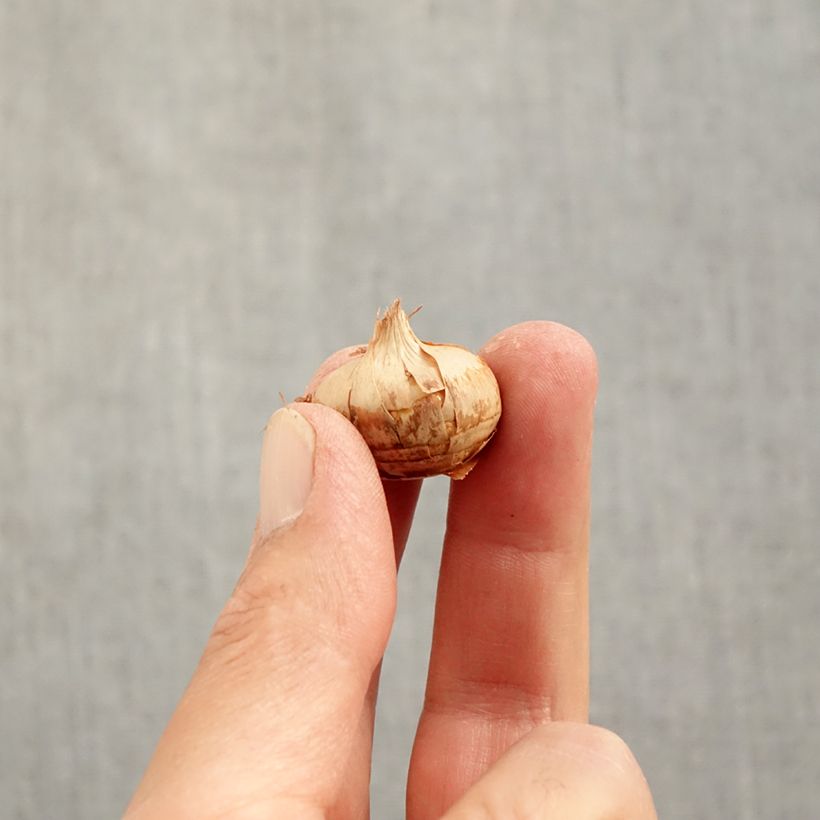 Exemplar von Krokus Blue Marlin - Crocus chrysanthus Zwiebel Kaliber/Größe 6+ wie im Herbst geliefert