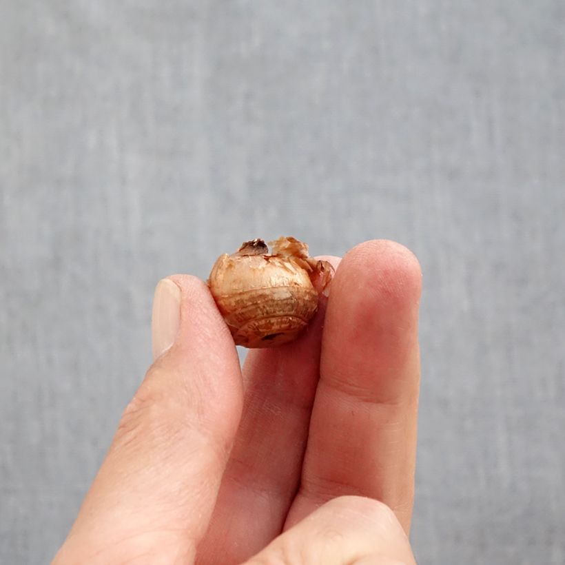 Exemplar von Krokus Constellation - Crocus chrysanthus Zwiebel Kaliber/Größe 5+ wie im Herbst geliefert