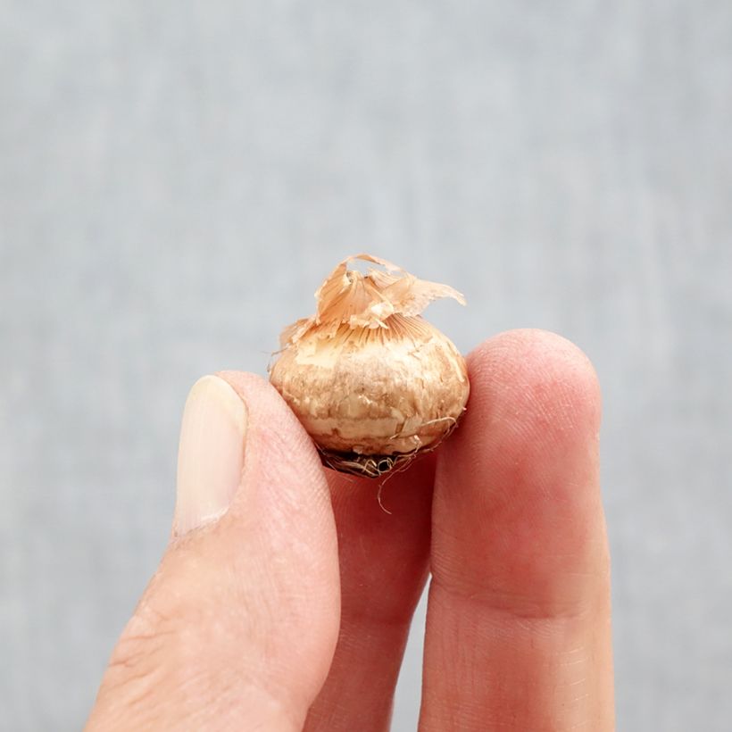 Exemplar von Krokus Ladykiller - Crocus chrysanthus Zwiebel Kaliber/Größe 5+ wie im Herbst geliefert