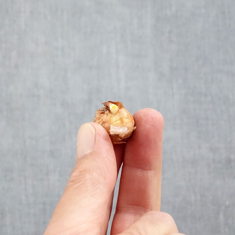 Exemplar von Krokus Miss Vain - Crocus chrysanthus Zwiebel Kaliber/Größe 5+ wie im Herbst geliefert