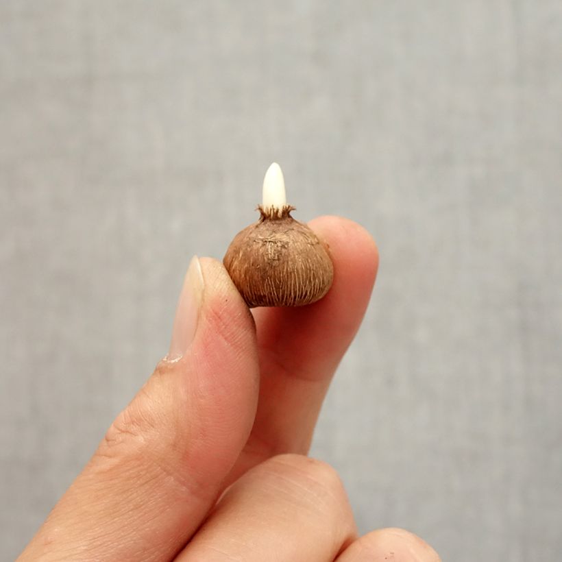 Example of Wildkrokus - Crocus gargaricus Zwiebel size I as you get in automne