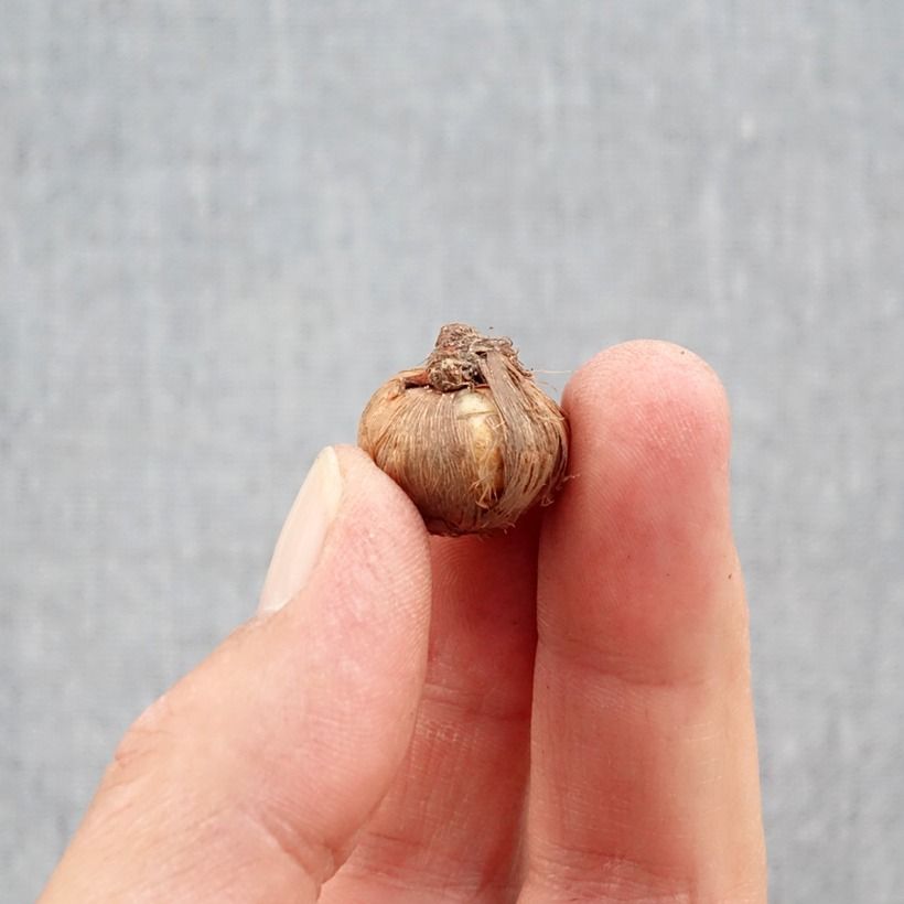 Exemplar von Herbstblühender Krokus - Crocus ligusticus Zwiebel Kaliber/Größe 5+ wie im Herbst geliefert