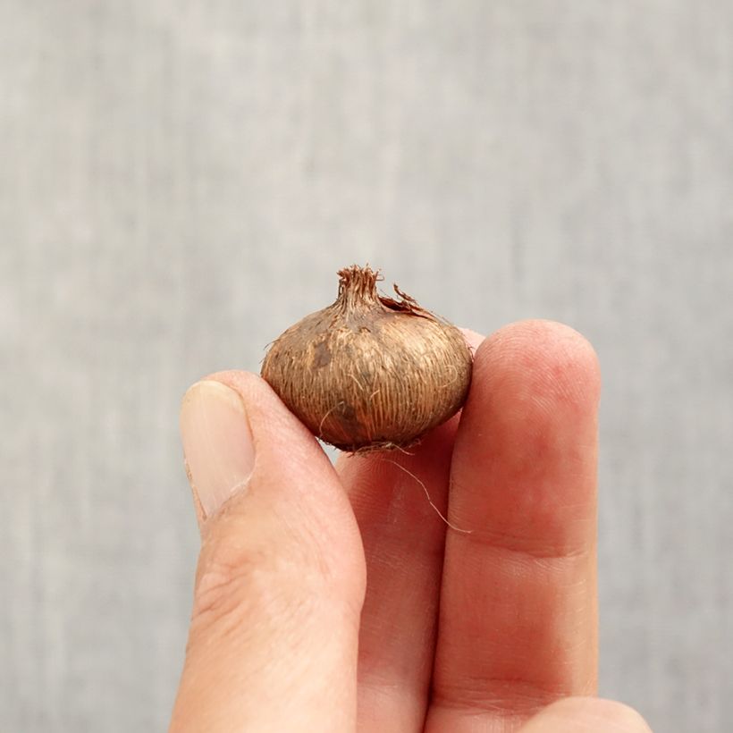 Exemplar von Großblütiger Krokus Flower Record - Crocus Zwiebel Kaliber/Größe 7 wie im Herbst geliefert