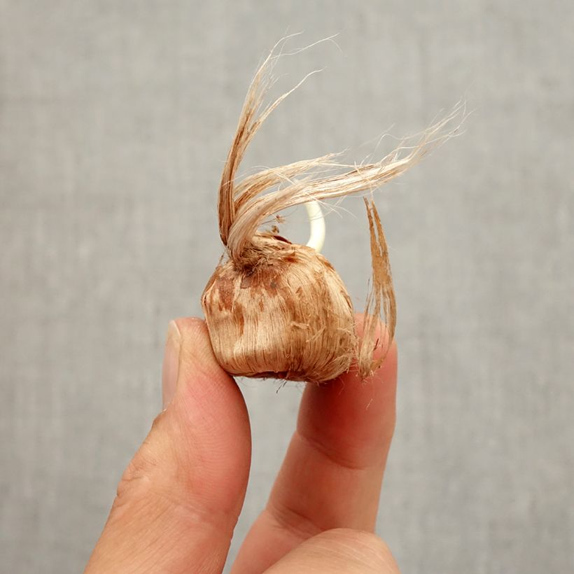 Example of Großblütiger Krokus Remembrance - Crocus Zwiebel size 8+ as you get in automne