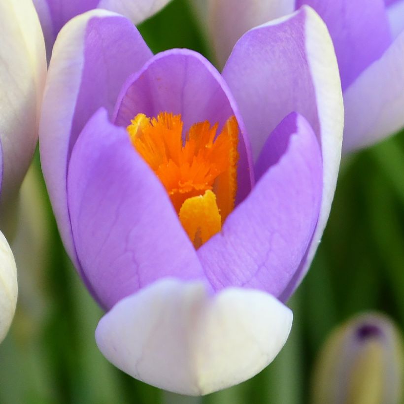 Großblütiger Krokus Whale Shark - Crocus (Flowering)