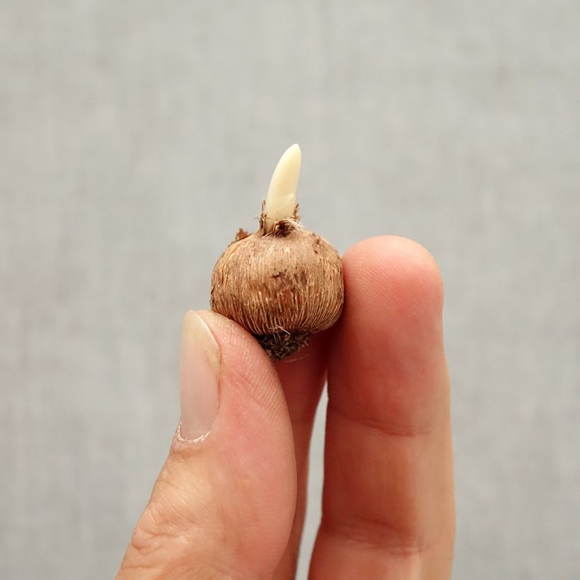 Example of Kleiner Krokus Bavella - Crocus minimus Zwiebel size I as you get in automne