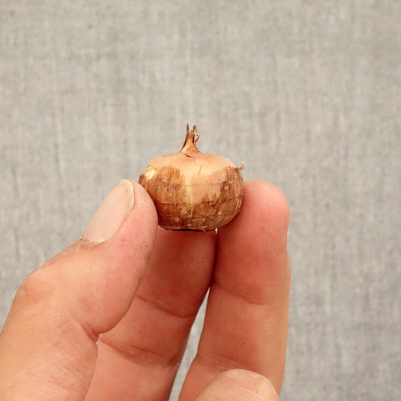 Example of Herbst-Krokus Zephyr - Crocus pulchellus Zwiebel size 5+ as you get in automne