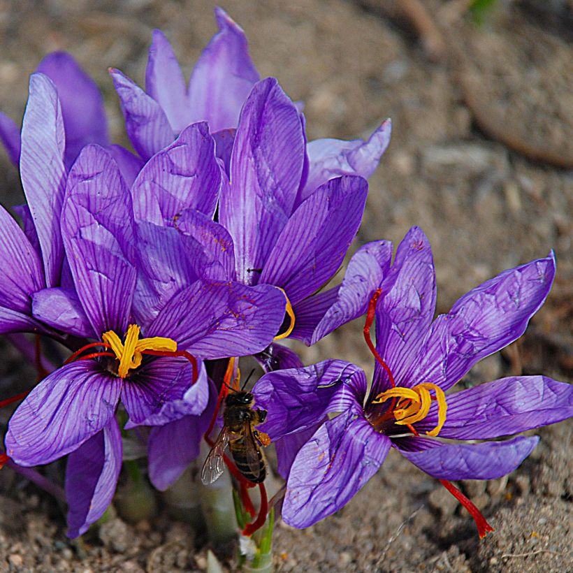 Safrankrokus - Crocus sativus (Flowering)