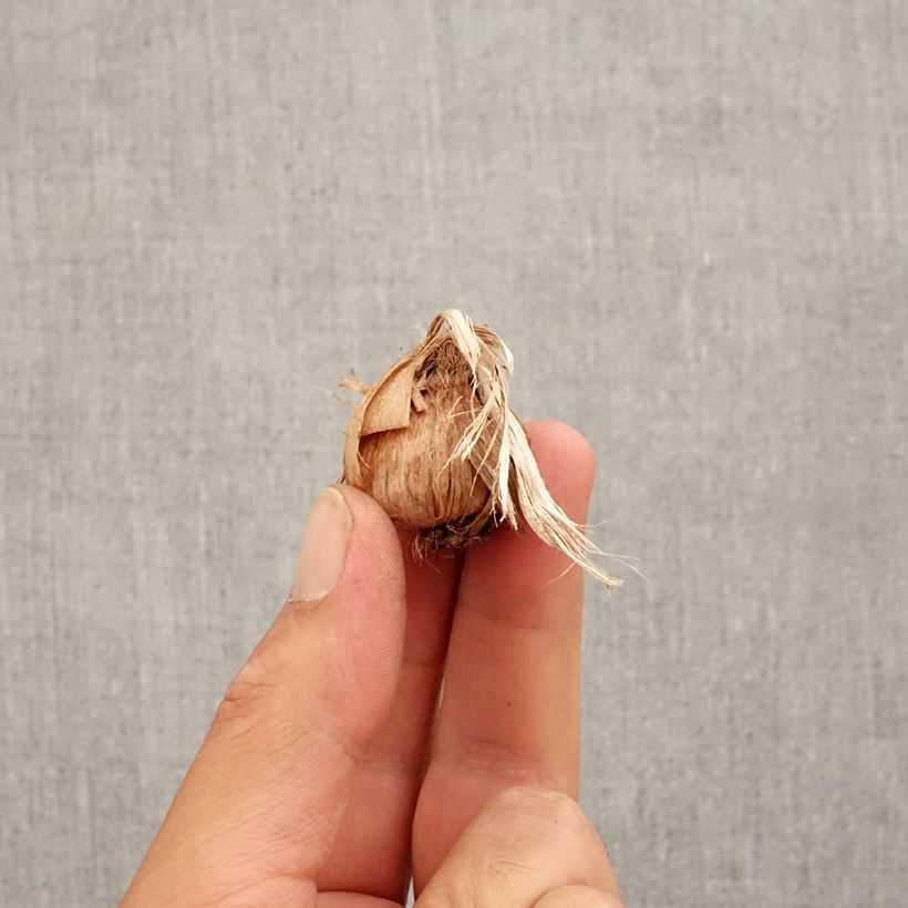 Example of Safrankrokus - Crocus sativus Zwiebel size 8+ as you get in automne