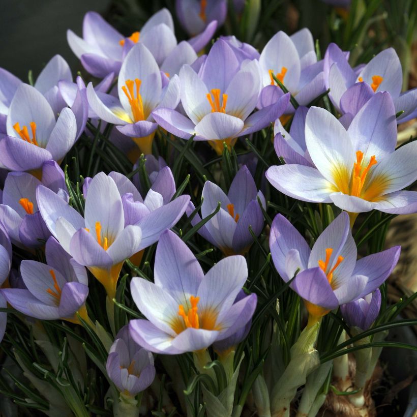 Sieber-Krokus Firefly - Crocus sieberi (Flowering)