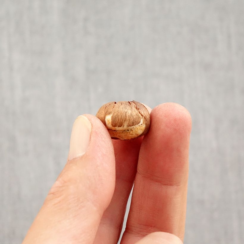 Exemplar von Krokus Silver Coral - Crocus vernus Zwiebel Kaliber/Größe 4+ wie im Herbst geliefert