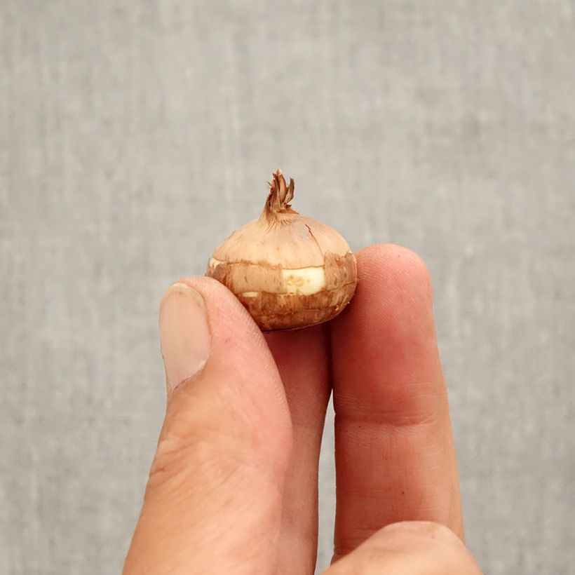 Example of Pracht-Herbst-Krokus Crocus Speciosus Albus - Crocus speciosus Zwiebel size 5+ as you get in automne