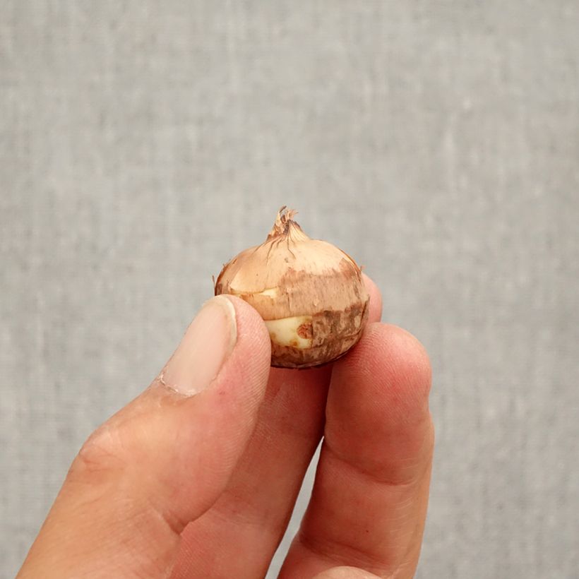 Example of Pracht-Herbst-Krokus Artabir - Crocus speciosus Zwiebel size 5+ as you get in automne