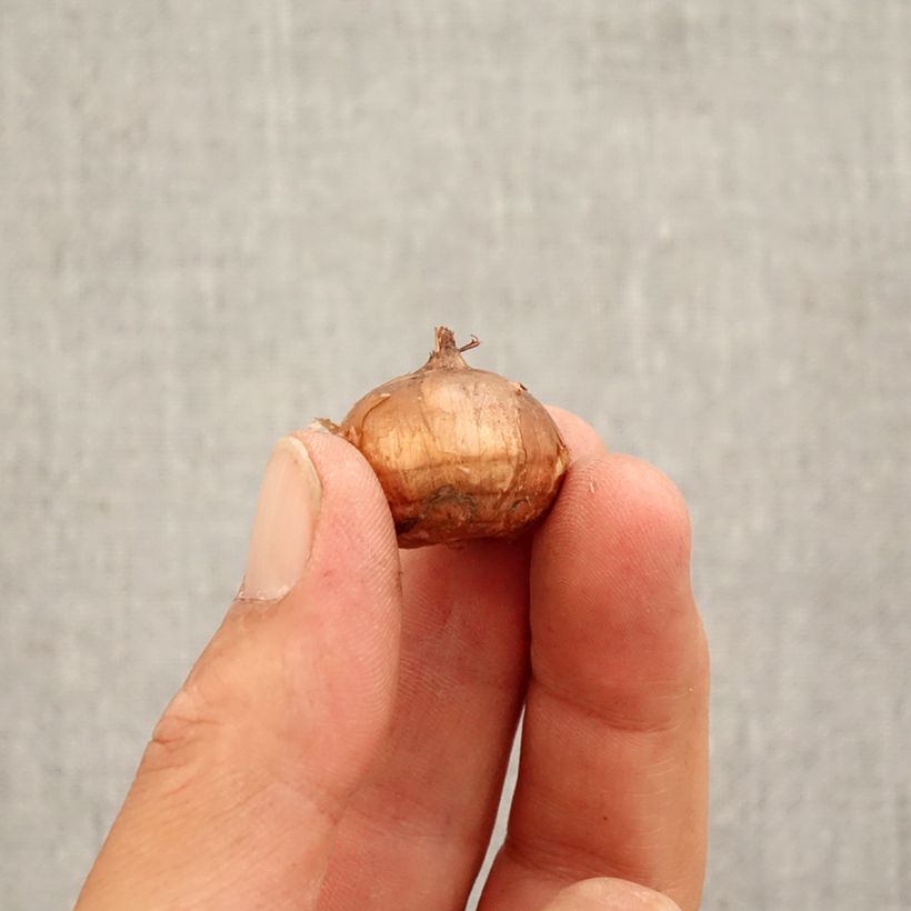 Example of Pracht-Herbst-Krokus Conqueror - Crocus speciosus Zwiebel size 5+ as you get in automne