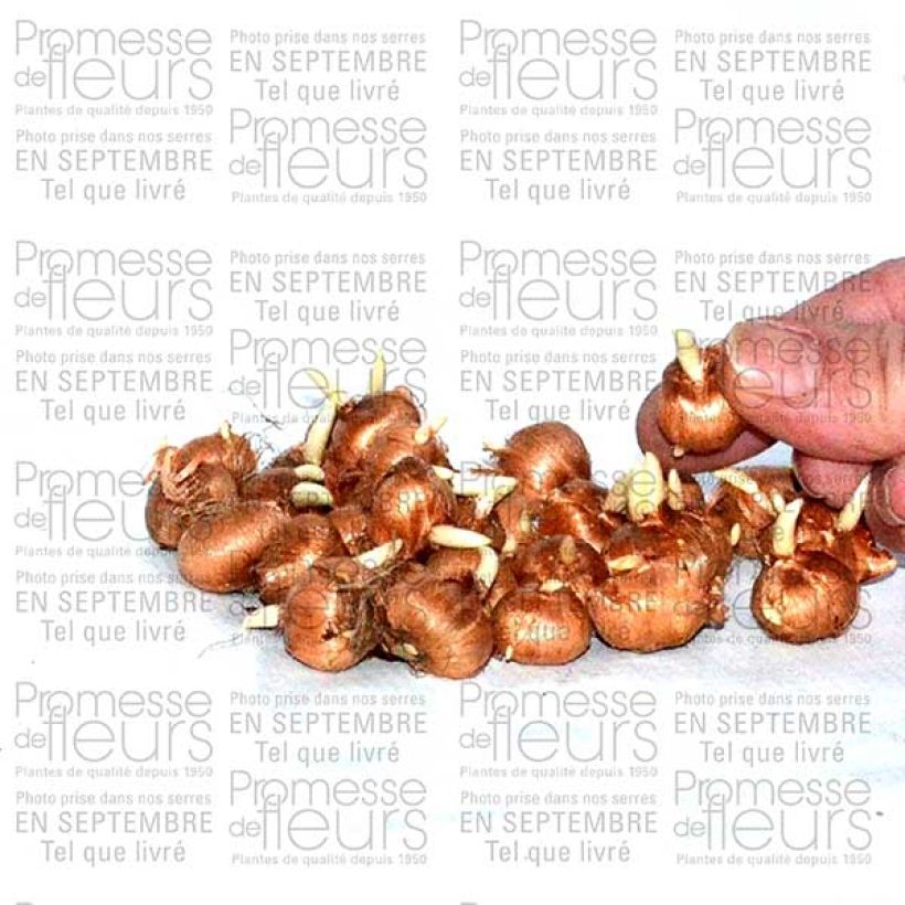Example of Elfen-Krokus Ruby Giant - Crocus tommasinianus Zwiebel size 5+ as you get