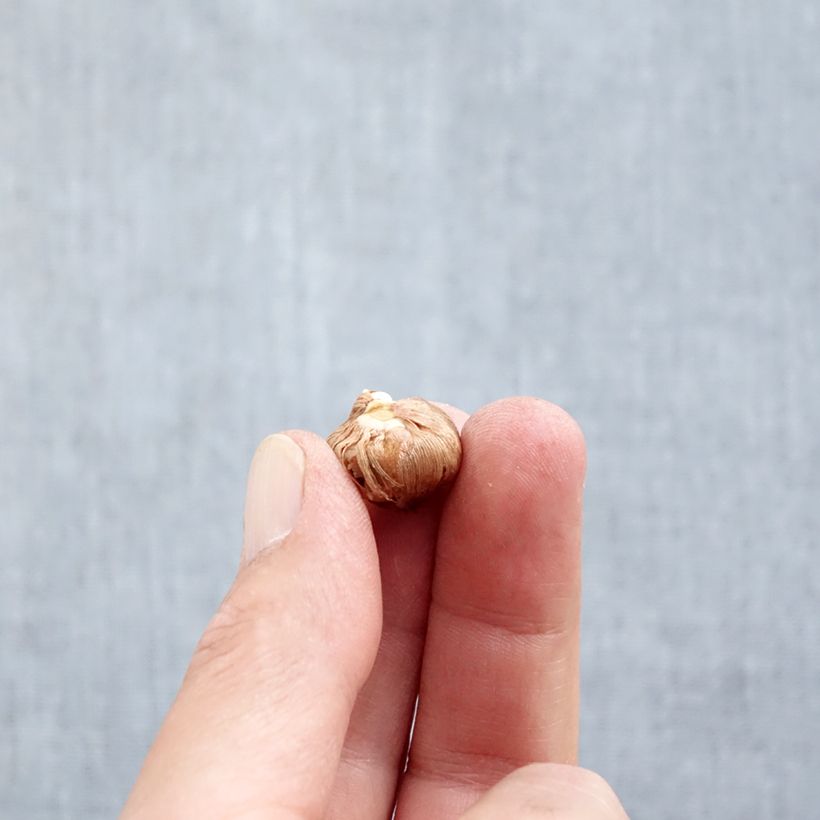 Exemplar von Elfen-Krokus Barr's Purple - Crocus tommasinianus Zwiebel Kaliber/Größe 5+ wie im Herbst geliefert