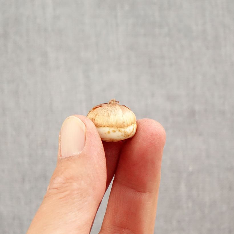 Exemplar von Elfen-Krokus Blue Ocean - Crocus tommasinianus Zwiebel Kaliber/Größe 6+ wie im Herbst geliefert