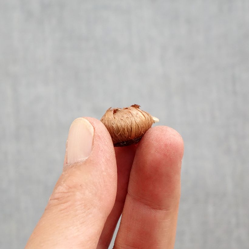 Exemplar von Elfen-Krokus Ivory Princess - Crocus tommasinianus Zwiebel Kaliber/Größe 5+ wie im Herbst geliefert