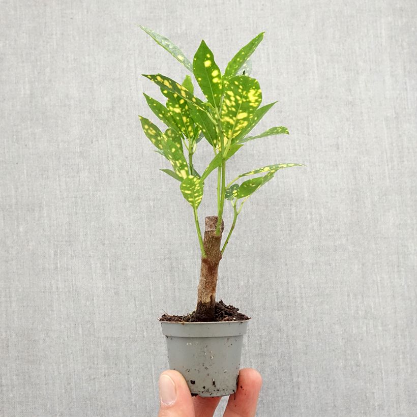 Example of Kroton Aucubaefolia -  Wunderstrauch Mini-plante as you get in printemps