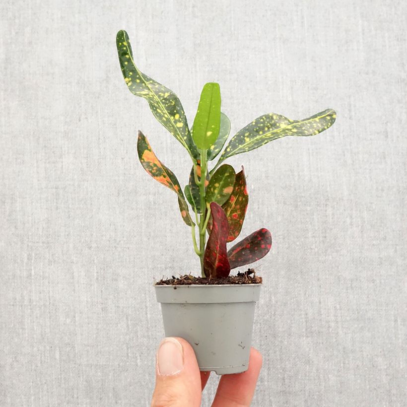 Example of Kroton Mammie -  Wunderstrauch Mini-plante as you get in printemps