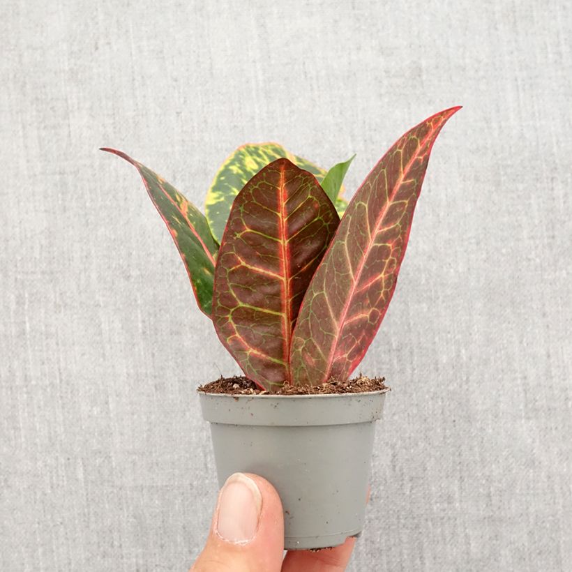 Example of Kroton Petra -  Wunderstrauch Mini-plante as you get in printemps