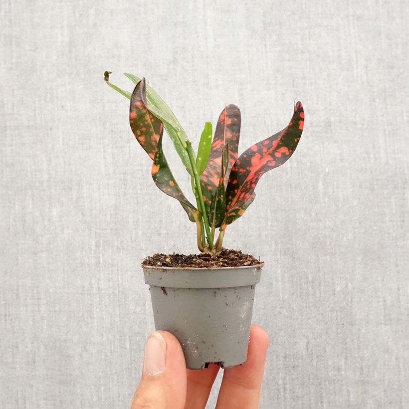 Example of Kroton Red Batik -  Wunderstrauch Mini-plante as you get in printemps
